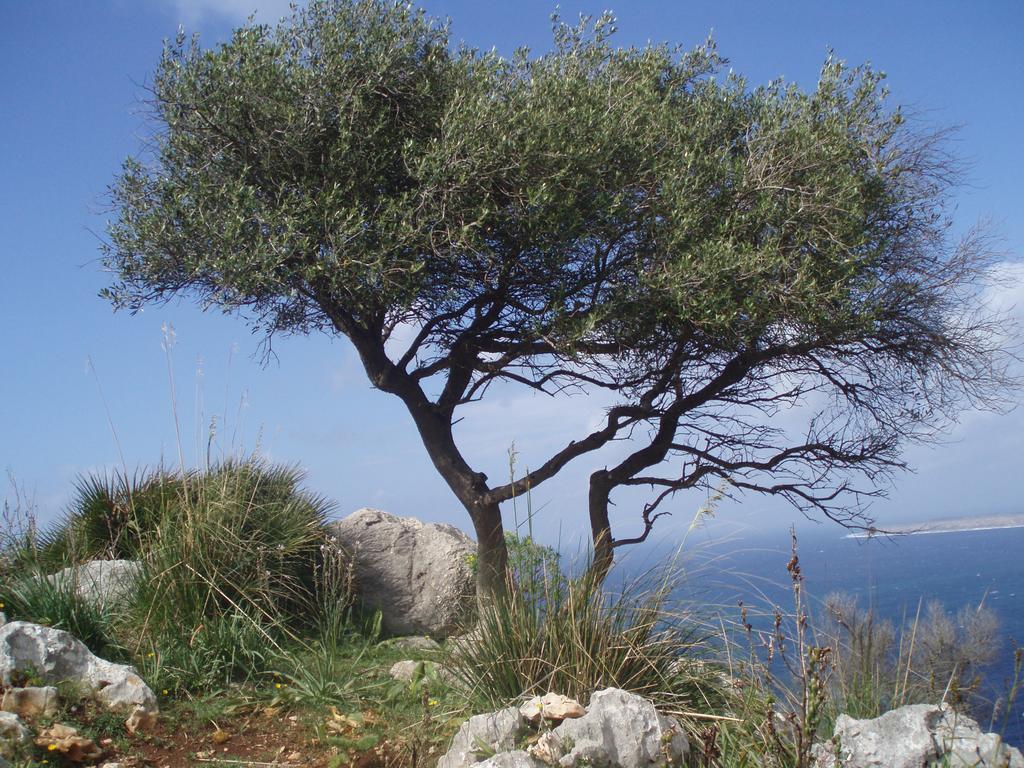 Baia Cofano Home Custonaci Εξωτερικό φωτογραφία